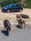 Trois cochons Nustrale devant une voiture bleu. Corse, France.