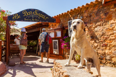 Chien montant la garde au restaurant Le Bon Espoir, Osani, Corse