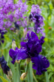 Jardin de Claude Monet à Giverny, Eure, France.