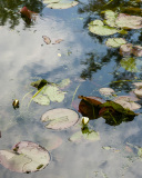 Jardin de Claude Monet à Giverny, Eure, France.