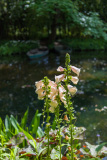 Jardin de Claude Monet à Giverny, Eure, France.